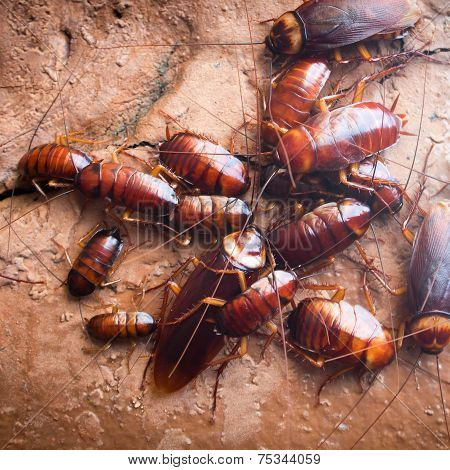 scarafaggio kackerlacka pest cockroaches